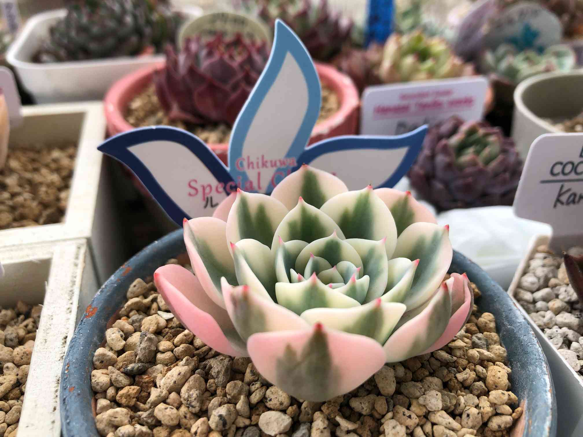 多肉植物　錦　ルノーディーン　カット苗　699 エケベリア：ルノーディーン 2.5号ポット の通販 | 園芸ネット