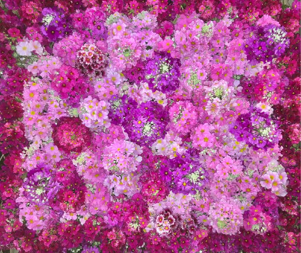 沢山のお花の投稿画像 By Kimikimiさん スマホ撮影と壁紙と真上から と美花と自然アートと綺麗なミドリと壁花と創作 19月2月23日 Greensnap グリーンスナップ