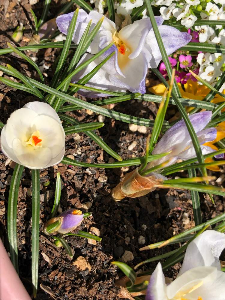 クロッカス球根の投稿画像 By ポカさん クロッカスと花のある暮らしと球根と寄せ植え 19月2月23日 Greensnap グリーンスナップ