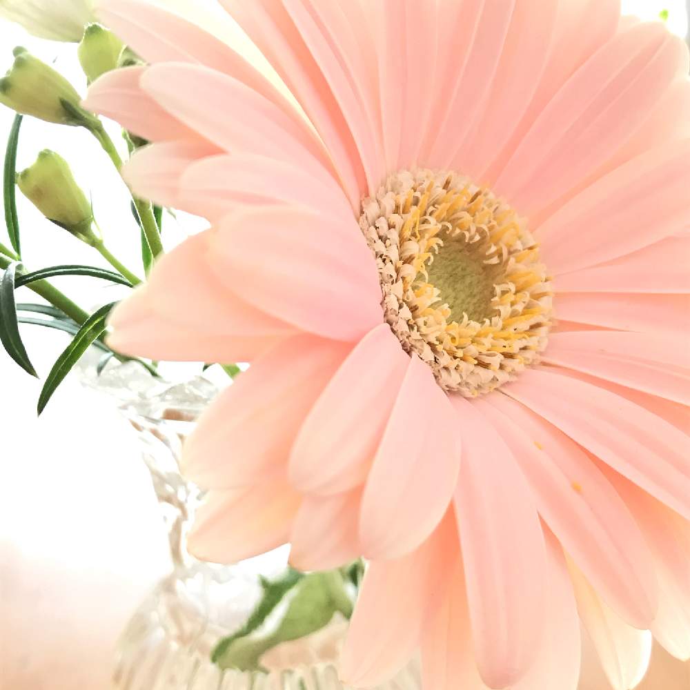 切り花を楽しむの投稿画像 By Kukkaさん ピンク ピンクと花のある暮らしと ガーベラとおやすみ前の１枚 19月2月23日 Greensnap グリーンスナップ