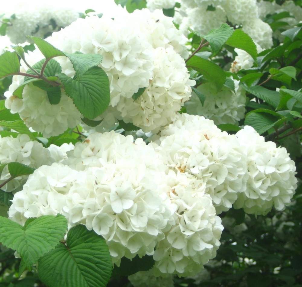 オオデマリの投稿画像 By Chacoさん 白い花と和の花と華やかと白色植物コンテスト19 19月2月24日 Greensnap グリーンスナップ