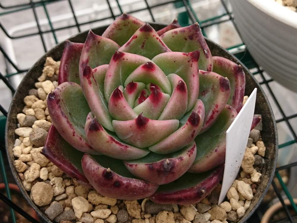 ブルードラゴン 韓国苗 エケベリア 多肉植物 小さな多肉達 | 多肉植物 