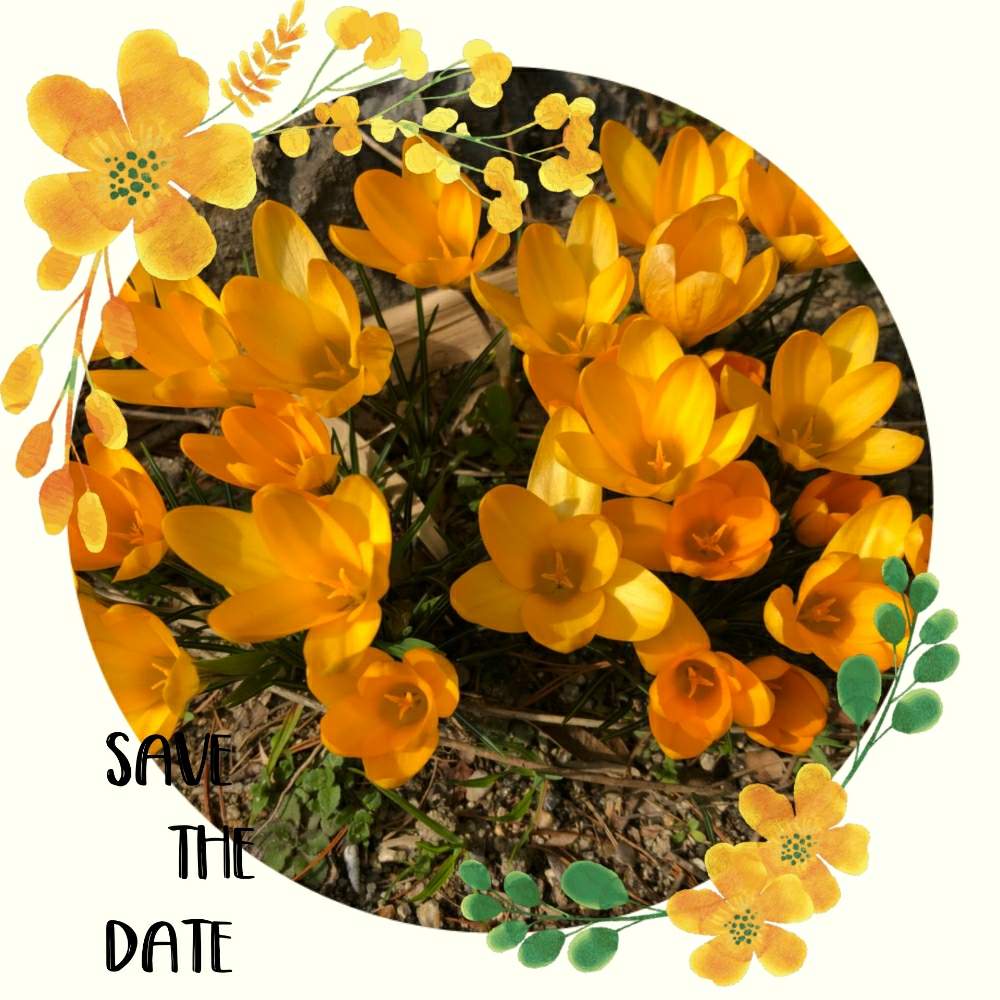 春のお花の投稿画像 By ヨシちゃんさん かわいい とおきにいり と黄色とはるが来た と癒されると花のある暮らし 19月2月24日 Greensnap グリーンスナップ