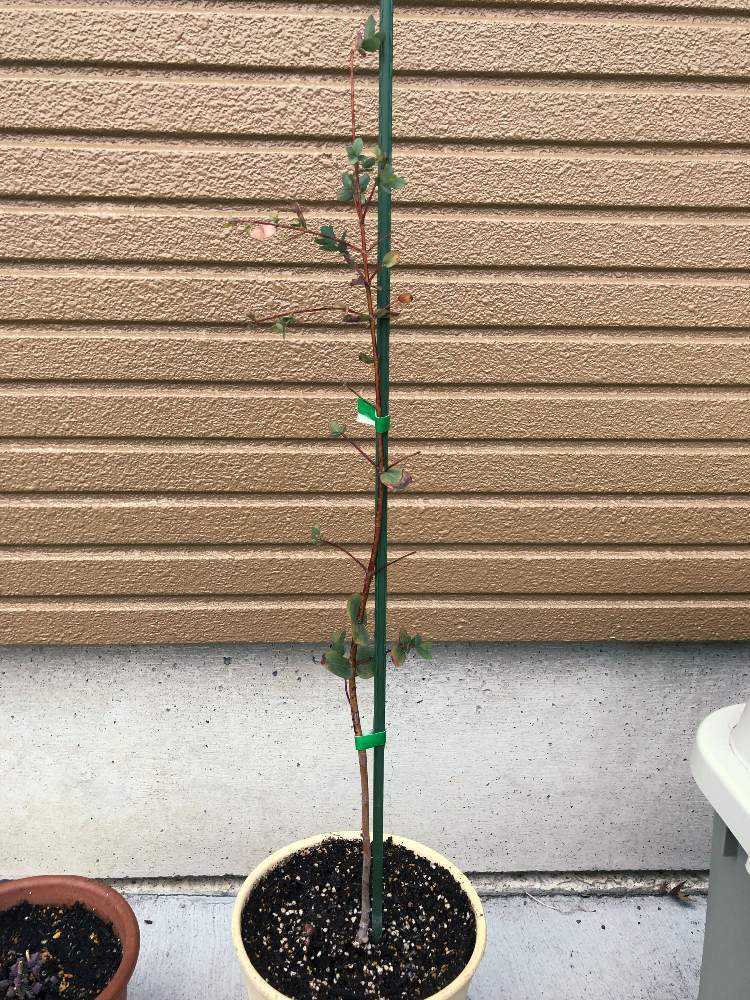 ユーカリ パルブラ Greensnap グリーンスナップ