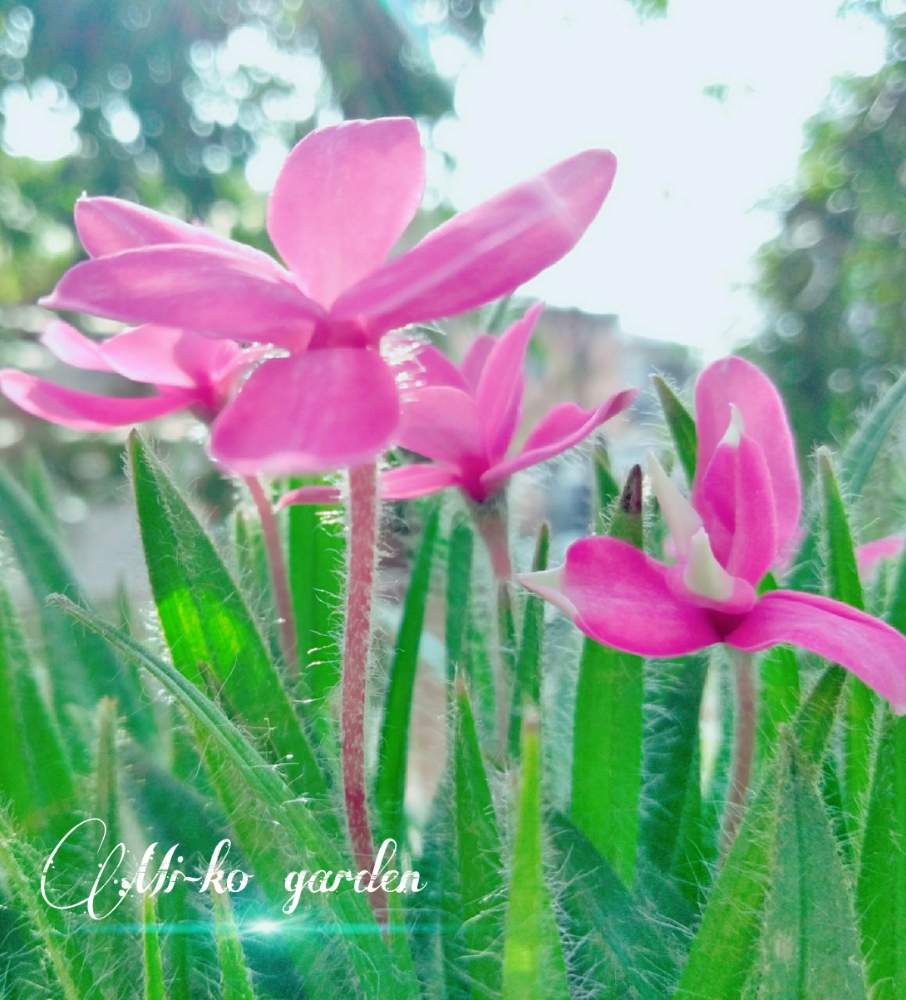 ピンクの花の投稿画像 By みーこさん 癒しと綺麗と可愛いとガーデニングと花のある暮らし 19月2月24日 Greensnap グリーンスナップ