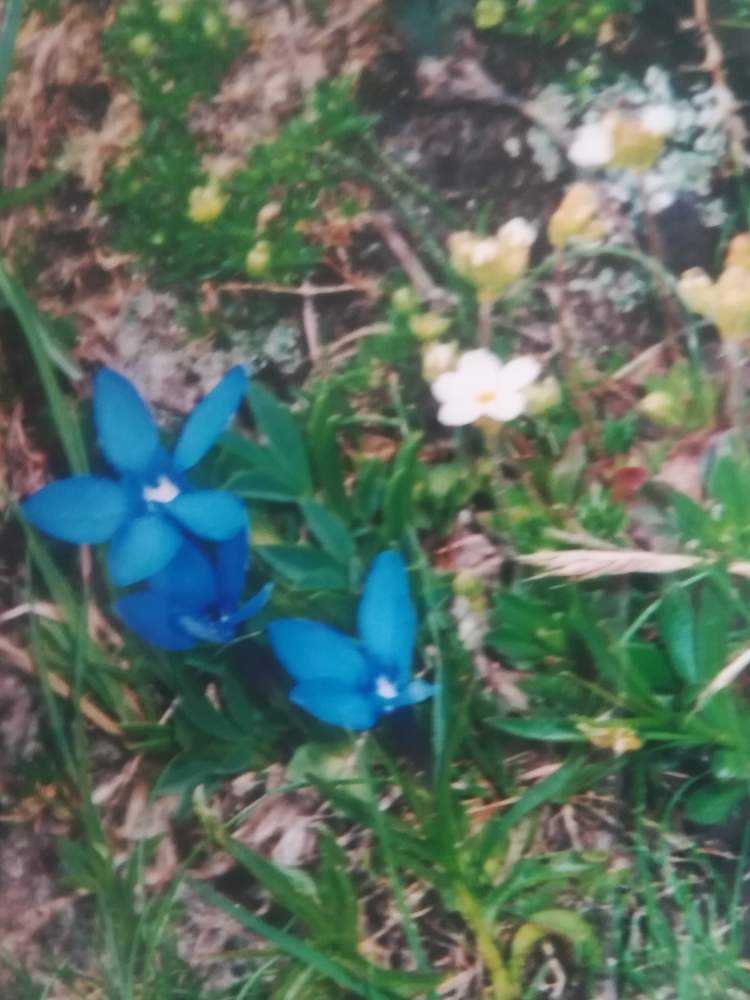 エンチアンの投稿画像 By オアシス さん 青い花と高山植物 とスイスと青い花マニア 19月2月25日 Greensnap グリーンスナップ