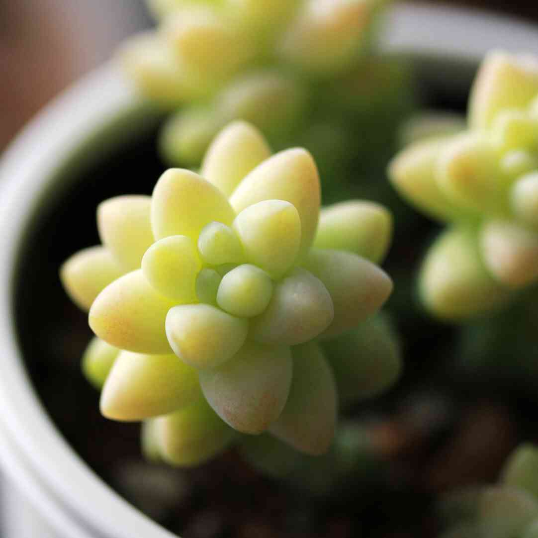 バルコニー/ベランダの投稿画像 by LeoNさん｜多肉植物とセダム属と