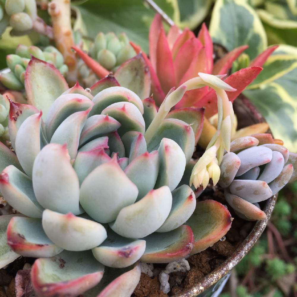花うらら♡花芽4つ♡多肉植物