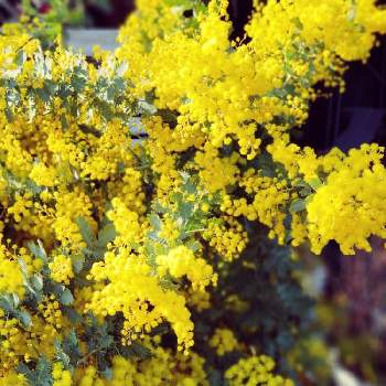 佐世保花屋の投稿画像一覧 Greensnap グリーンスナップ