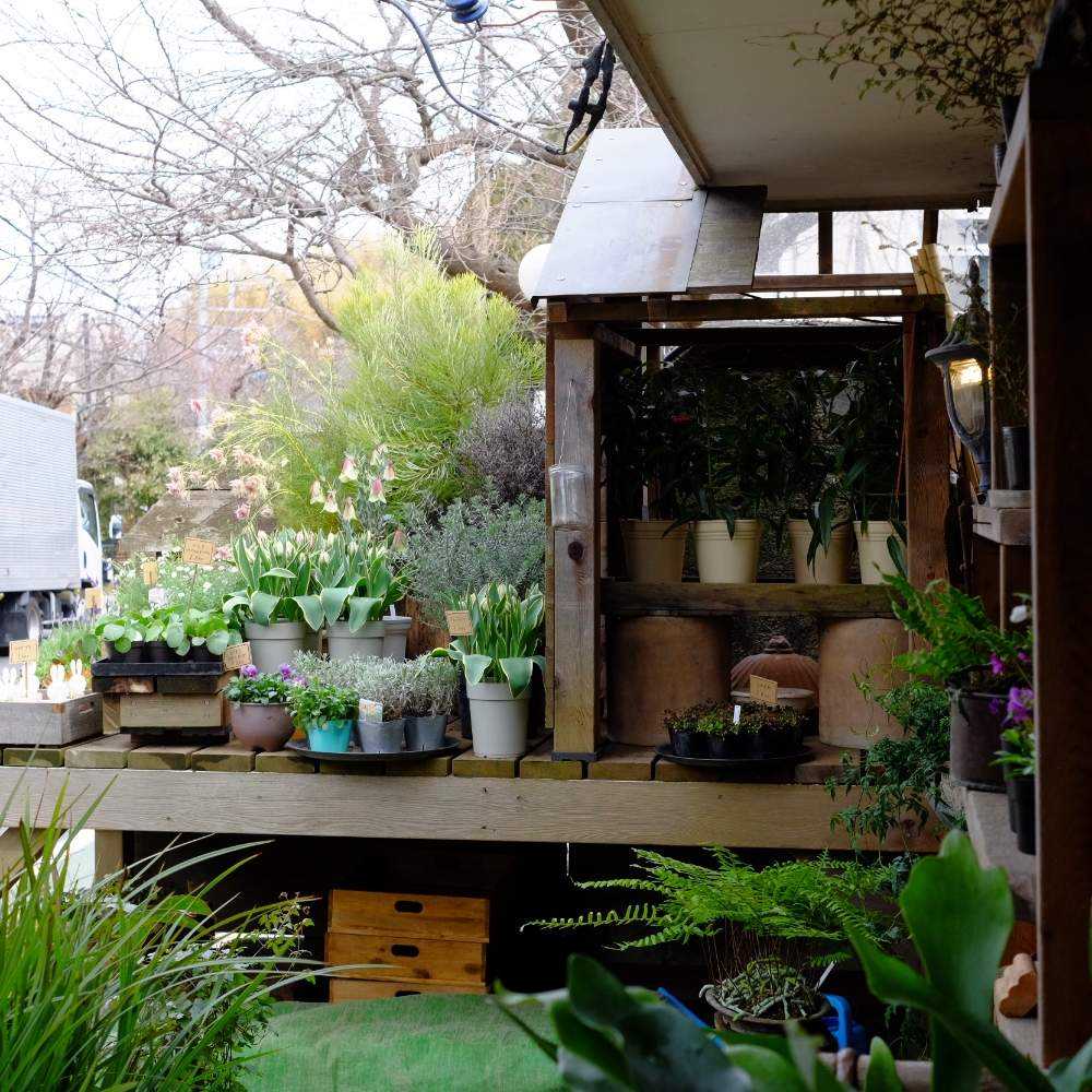 鎌倉山 草花屋 苔丸 さんに行ってきました Greensnap グリーンスナップ