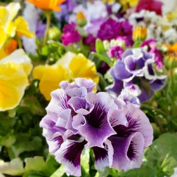 フラワーケールフォトコンの画像 by yukikoさん | 小さな庭とお花に感謝とI♡Flowerと私のお花~2019~とお花を楽しむとFlower Loveとお花に感動と花好きさんと繋がりたいとお花大好きとお花と共にと花愛とお花に癒されてとお花を見て元気と一日一花とガーデニングと花のある暮らしとお花好きさんと繋がりたいとフリフリパンジー♡ドラキュラとかわいいお花とフラワーケールフォトコンと『早春に咲いた花』フォトコンテスト
