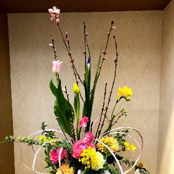 桃の節句アレンジメントの投稿画像一覧 Greensnap グリーンスナップ