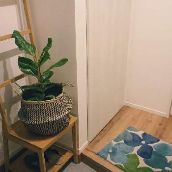 フィカス アルテシマの画像 by みのりさん | 玄関とフィカス アルテシマとお部屋の観葉植物コンテスト