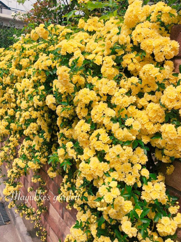 モッコウバラの投稿画像 By まゆっけさん 生活に花をと春の気配とgs映えとあと少し と黄色い花とガーデニングと日々の生活を丁寧に と花のある暮らしと花 が好きと今日の花 19月2月26日 Greensnap グリーンスナップ
