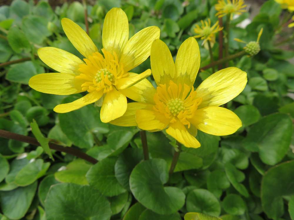 リュウキンカ 立金花 の育て方 適した環境や水やりの頻度は Greensnap グリーンスナップ
