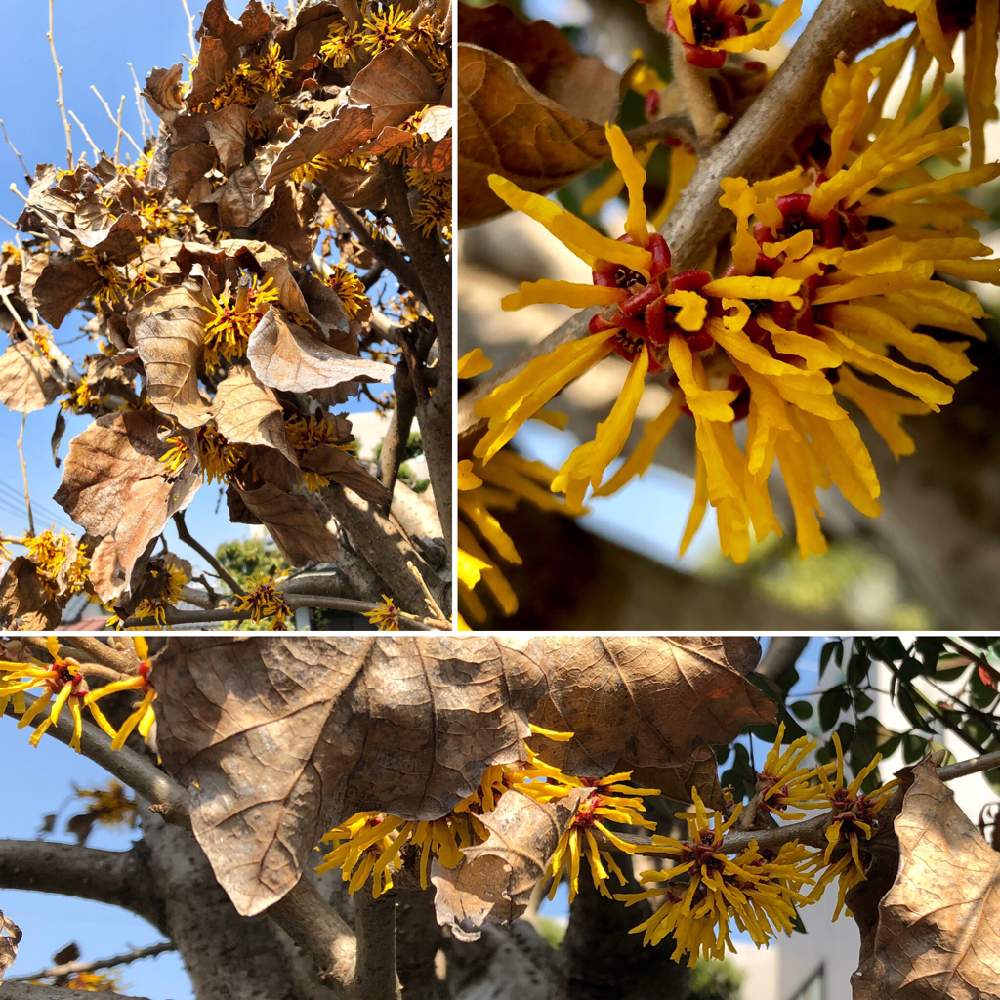 シナマンサクの投稿画像 By Himeuzuさん 2月とマンサク属と春が来た とマンサク科と植中毒と黄色い花と美しいと黄色の花と可愛いときいろいお花と 花のある暮らしとかわいいな 19月2月26日 Greensnap グリーンスナップ