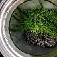 ショートヘアーグラス,カーペットパールグラス,観葉植物,水草,ボトルアクアリウムの画像