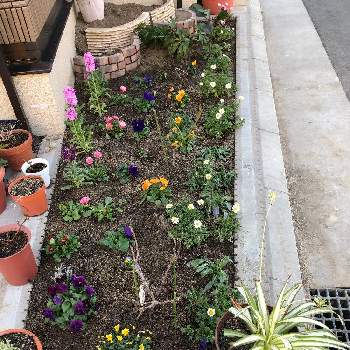 薔薇三本の投稿画像一覧 Greensnap グリーンスナップ