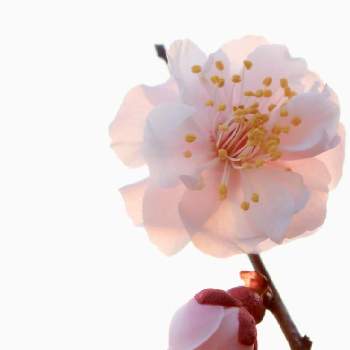 梅の花＊の画像 by yamatotoさん | 梅の花＊と夕陽を浴びてと美しい✨と薄桃色の梅と優しい気持ち