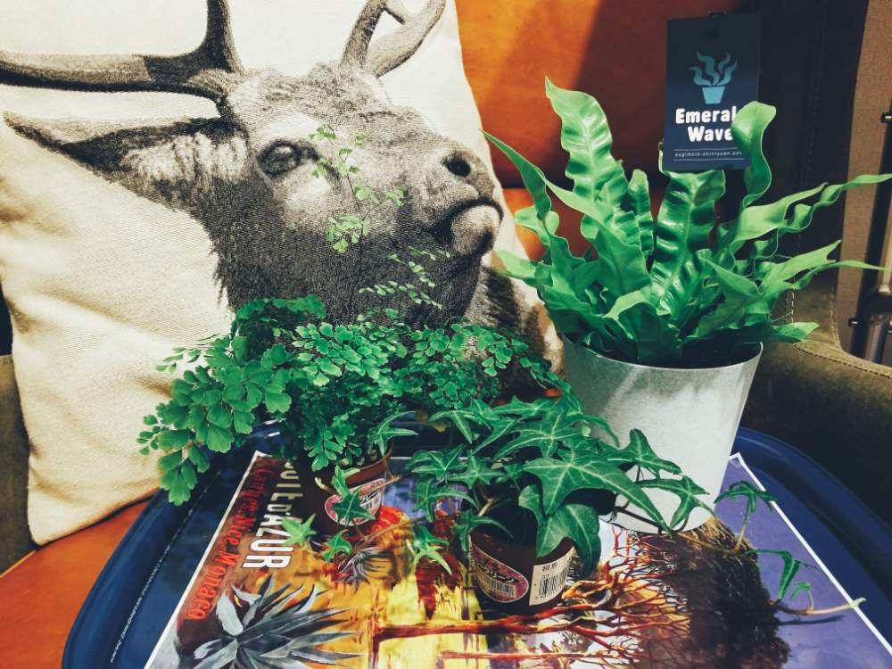 ヘデラの投稿画像 By Ayakaさん シダ植物と室内グリーンとハイドロカルチャーとアジアンタムとアスプレニウムとアスプレニウム エメラルドウェーブとシダ植物と室内グリーンとハイドロカルチャー 19月2月27日 Greensnap グリーンスナップ Greensnap