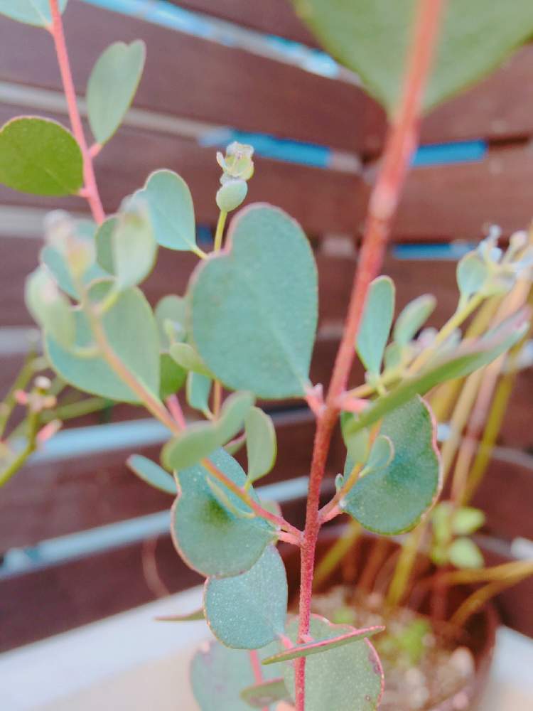 ユーカリ ウェブステリアナの投稿画像 By Yu Kariさん Htcとユーカリ リトルハートとgs映えとユーカリ とユーカリ とユーカリ ハート リーフとユーカリ ウェブステリアナとhtcとユーカリ リトルハートとgs映えとユーカリ とユーカリ とユーカリ ハートリーフ ユーカリ ウェブステリアナの投稿画像 By Yu Kariさん Htcとユーカリ リトルハートとgs映えとユーカリ とユーカリ とユーカリ ハート リーフとユーカリ ウェブステリアナとhtcとユーカリ リトルハートとgs映えとユーカリ とユーカリ とユーカリ ハートリーフ