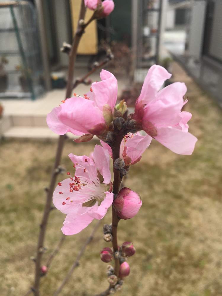 花桃の投稿画像 By Eiさん 花桃の木と小さな庭と花桃の木 19月2月27日 Greensnap グリーンスナップ Greensnap グリーンスナップ