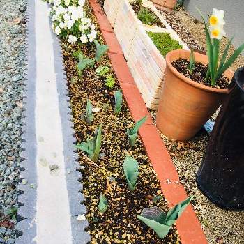 ガーデニング記録の投稿画像一覧 Greensnap グリーンスナップ