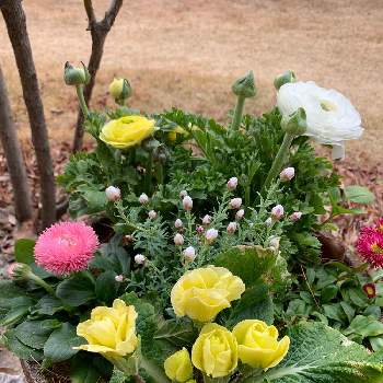 ピンクと黄緑の投稿画像一覧 Greensnap グリーンスナップ