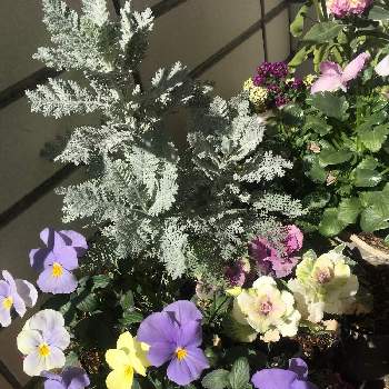 シルバーリーフ 寄せ植えの投稿画像一覧 Greensnap グリーンスナップ