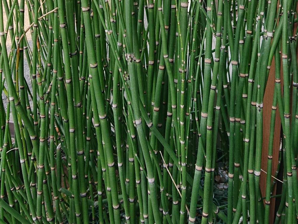 トクサPhoto by なみおさん