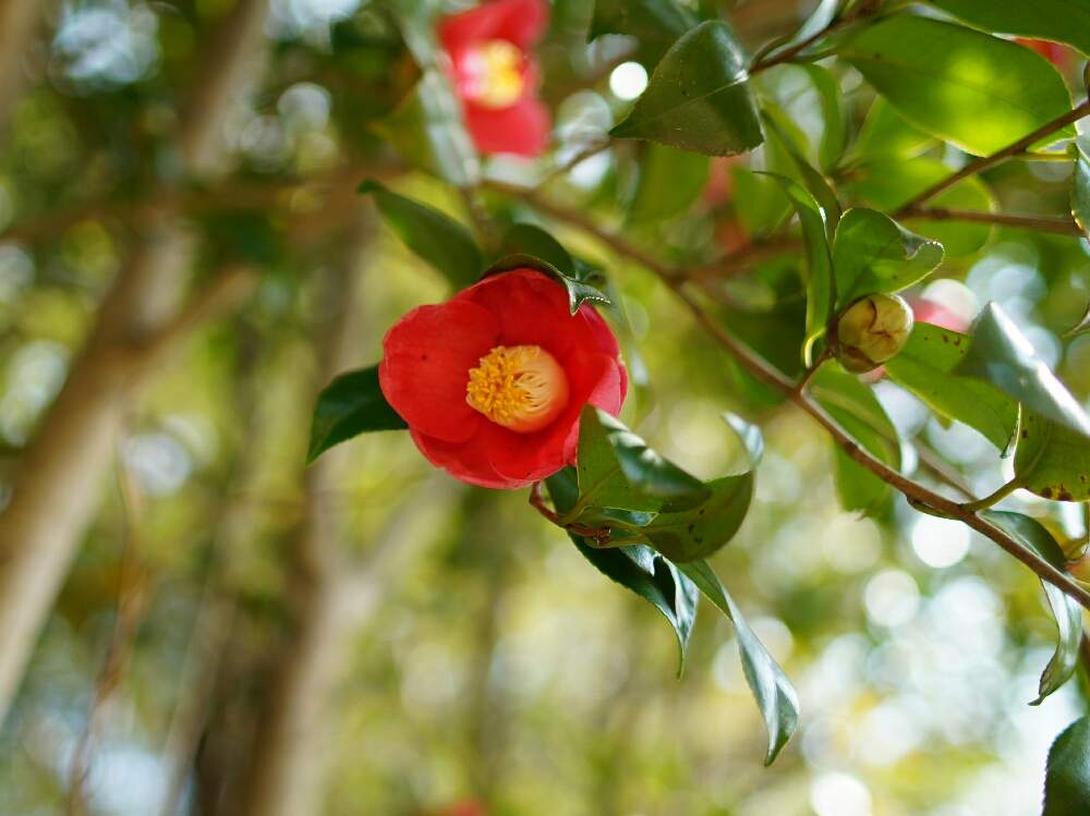 ツバキの花の投稿画像 By Mooncatさん カメリア 椿とgs映えと花のある暮らしと椿の木 19月2月27日 Greensnap グリーンスナップ