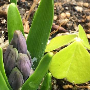 カタバミの葉っぱの投稿画像一覧 Greensnap グリーンスナップ