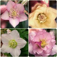 クリスマスローズ,地植え,花のある暮らし,名無しさん。, クリスマスローズの画像