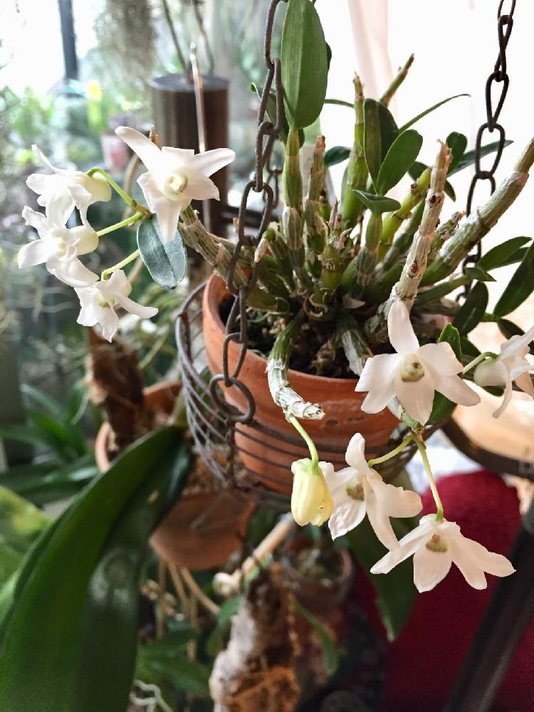 セッコク 金石の投稿画像 By ナオミさん 長生蘭 金石 と長生蘭 金石と香る蘭と着生植物と開花と着生ランとorchidとセッコク 長生蘭と長生蘭とデンドロビウム属と白色植物コンテスト19と花のある暮らしと石斛とぶらぶら組 19月2月28日 Greensnap グリーン