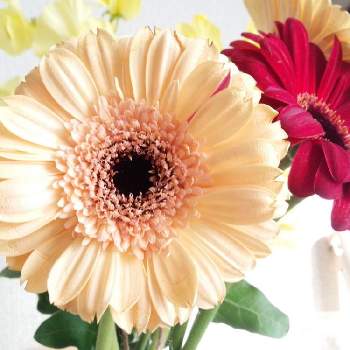 可愛いガーベラ の投稿画像一覧 Greensnap グリーンスナップ