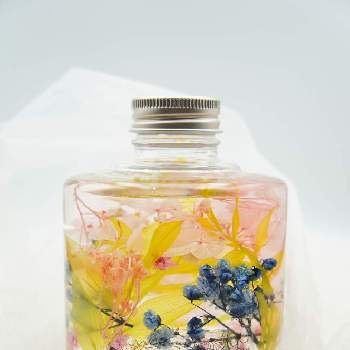 スターフラワー ドライフラワーの投稿画像一覧 Greensnap グリーンスナップ