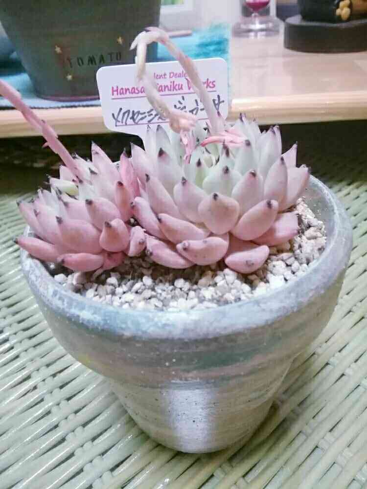 メクセンシスザラゴーサ✨の一覧｜🍀GreenSnap（グリーンスナップ）