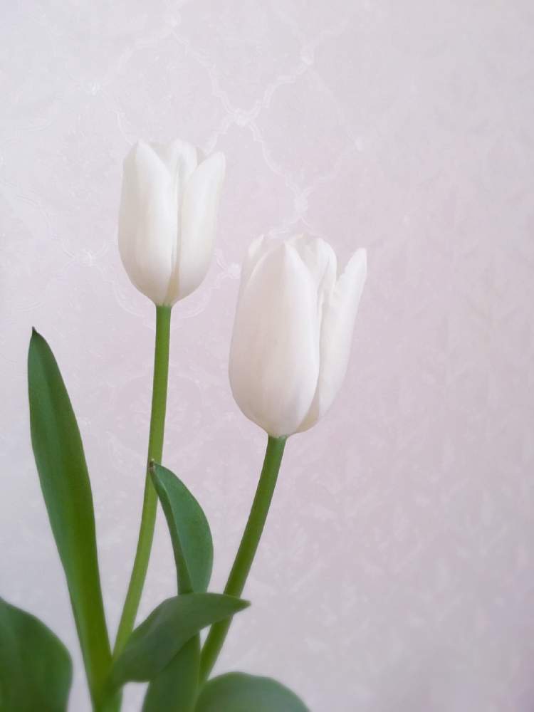 チューリップの投稿画像 By マキアートさん 部屋とお花のある暮らしと白色植物コンテスト19と白い花とかわいいな と切り花と素敵とお花のある暮らしと 白色植物コンテスト19と白い花とかわいいな と切り花と素敵 19月2月28日 Greensnap グリーンスナップ
