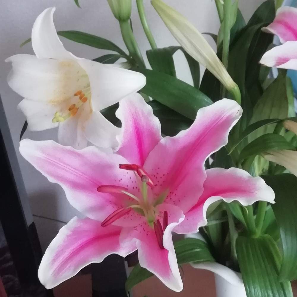 ユリの投稿画像 By 華花さん 花のある暮らし 19月3月1日 Greensnap グリーンスナップ