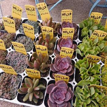 フラワーショップ京王吉祥寺の投稿画像一覧 Greensnap グリーンスナップ