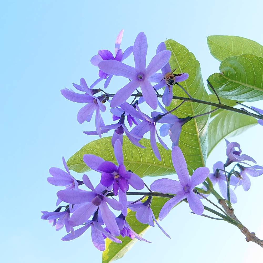 ペトレア ウォルビリスの投稿画像 By あん里ガーデンさん お出かけ先と沖縄市大植木市とイベントと沖縄と沖縄市農民研修センターと沖縄市大植木市とイベントと沖縄と沖縄市農民研修センター 19月3月1日 Greensnap グリーンスナップ Greensnap グリーン