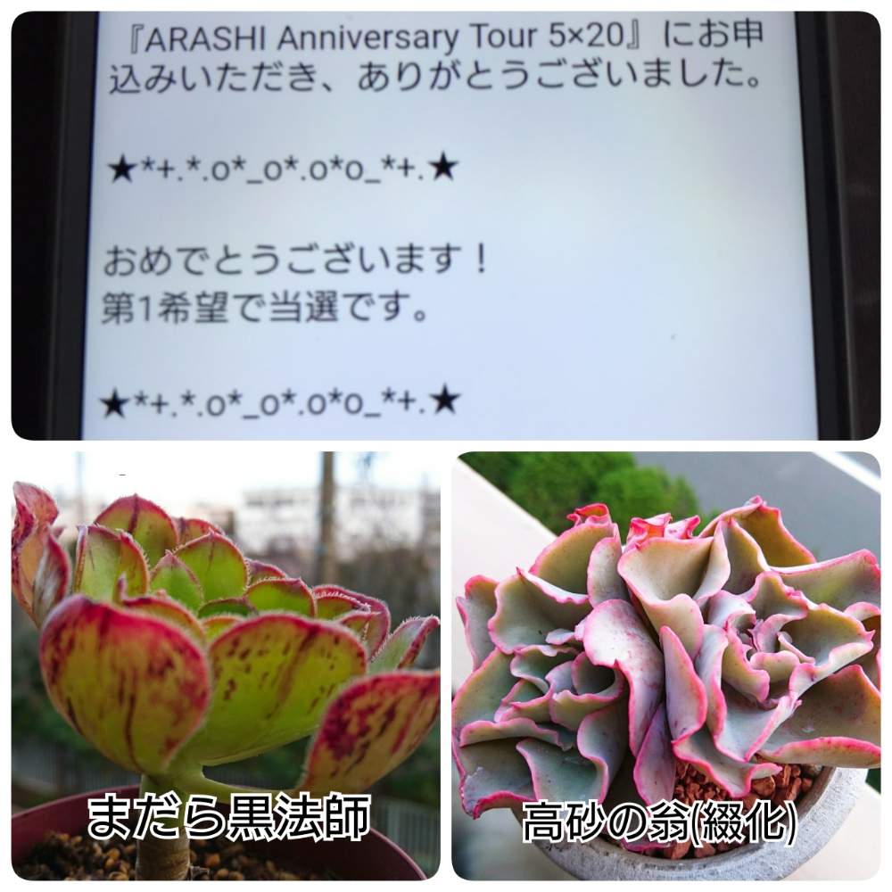 嵐ライブの投稿画像 By 嵐loveさん 嬉しすぎと可愛い と大好き と多肉ばぁ 19月3月1日 Greensnap グリーン スナップ