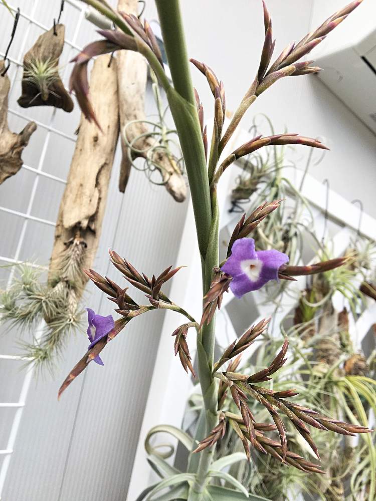 ドゥラティに花が咲くの投稿画像 By ジョニーさん ティランジア ドゥラティーとチランジア ドゥラティとチランジア とティランジアとエアープランツとエアープランツに花が咲く 19月3月1日 Greensnap グリーンスナップ