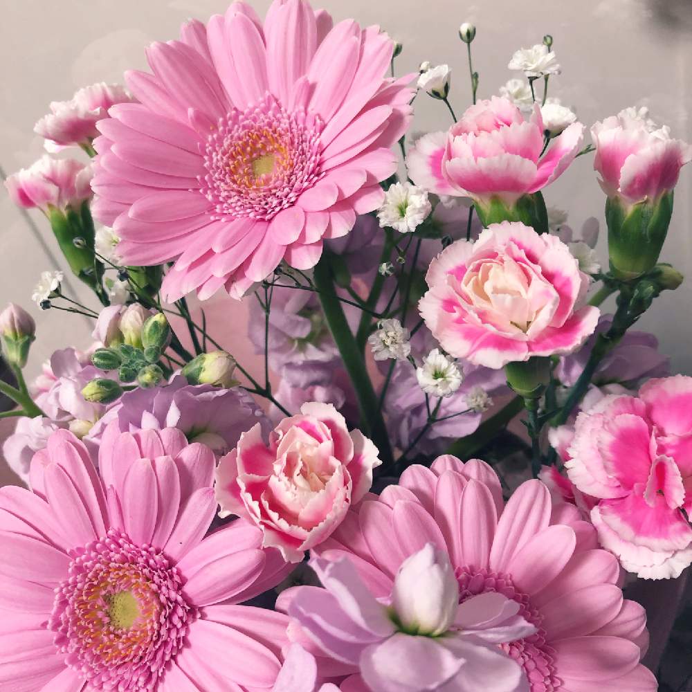 ガーベラの投稿画像 By Karenさん カーネーションとカスミソウとピンク ピンクとgs映えときれいと綺麗と可愛いと花のある暮らしとかわいいな と花束 19月3月2日 Greensnap グリーンスナップ