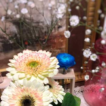 染色の画像 by ジーンさん | 玄関とガーベラとラナンキュラスと花に囲まれたいとステキな色と花壇と可愛い花と花のある生活と春の花々❇︎とキレイな花と花壇の花と花祭りと染色とはるが来た！と花好きと花のある暮らし