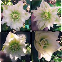 クリスマスローズ,地植え,実生,種から,花のある暮らしの画像