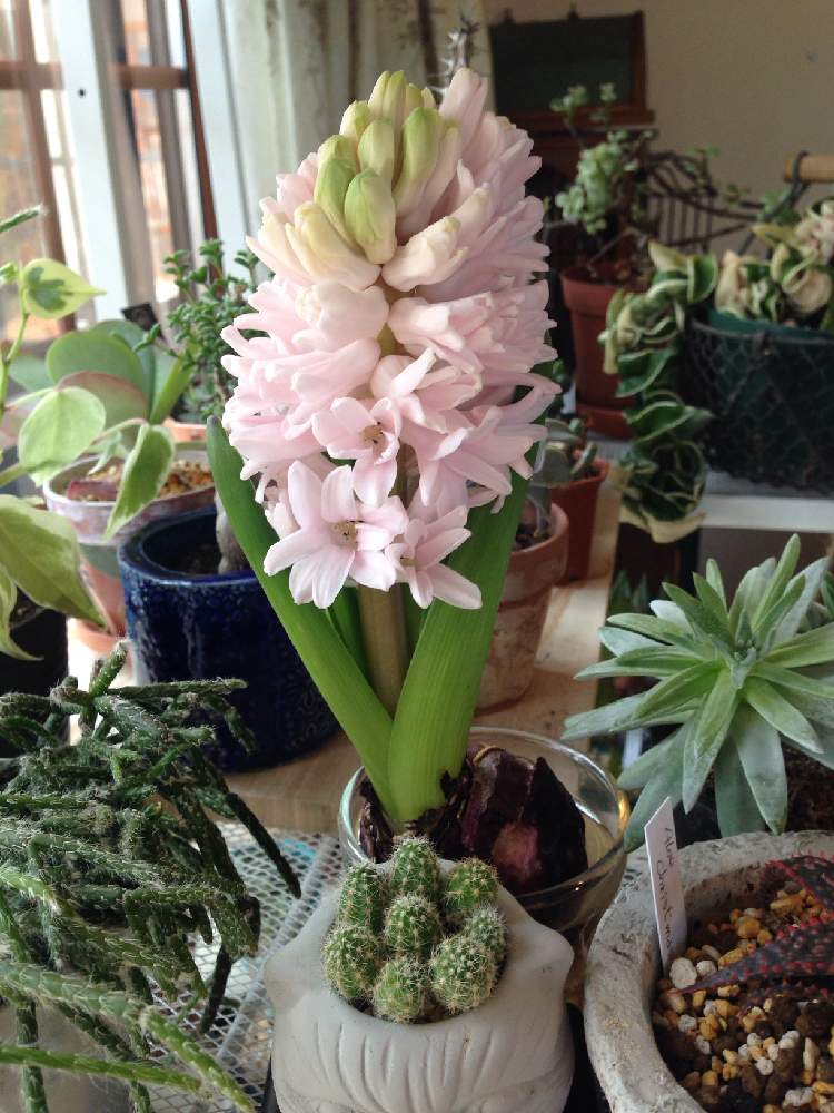 ヒヤシンスの投稿画像 By かおりんさん ヒヤシンスの水耕栽培と多肉植物と猫が好きとヒヤシンスの花とアロエ好きと多肉女子と多肉植物とサボテンと花のある暮らし 19月3月2日 Greensnap グリーンスナップ