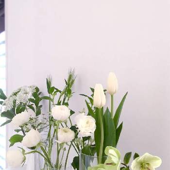 お花屋さんごっこの画像 by マキアートさん | 玄関とレースフラワーとムギとチューリップとラナンキュラスとクリスマスローズとアリウム コワニーとシキミアとアルストロメリアと並べてみたとお花屋さんごっこと癒しとお花のある暮らしとお花が好き♡としあわせ♡と白色植物コンテスト2019と白い花とかわいいな♡と切り花とワクワク♡