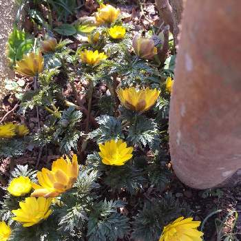春はすぐそこに‼︎の画像 by yotubaさん | 小さな庭と福寿草と花のある暮らしと春はすぐそこに‼︎