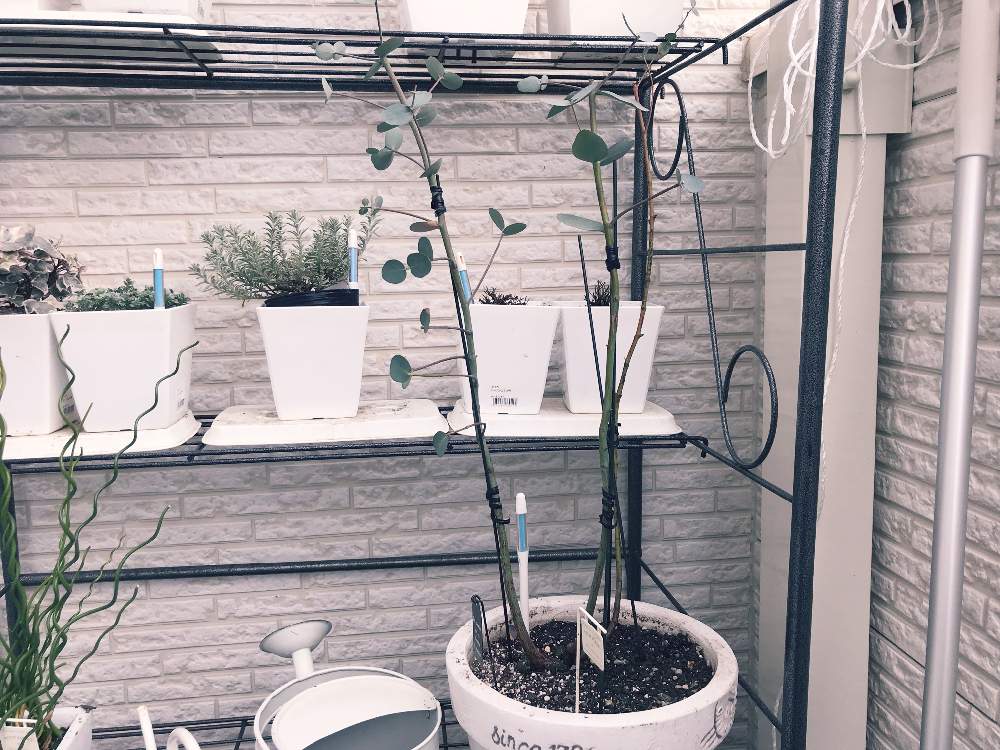 ユーカリ グニーの投稿画像 By Xxxmayuxxxさん ユーカリとシルバーリーフと寒さに強い 19月3月2日 Greensnap グリーンスナップ